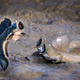 Imagen para el artículo titulado Estas son las fotos de animales más divertidas de 2021, según los Comedy Wildlife Photography Awards